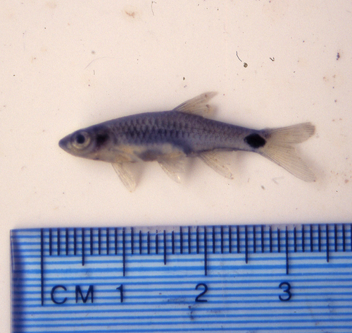 Kalbar rasbora (Rasbora kalbarensis) — Cyprinidae