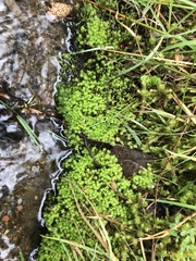 Diobelonella palustris