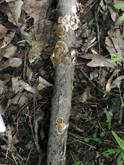 Steccherinum bourdotii