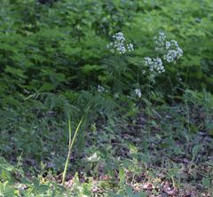 Anthriscus sylvestris