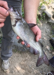 Ameiurus catus