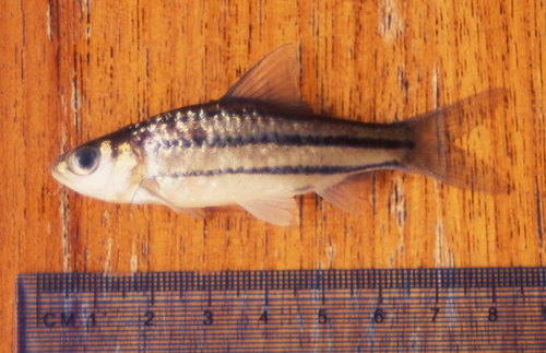 Threeband barb (Desmopuntius trifasciatus) — Cyprinidae