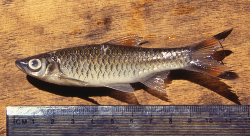 Giant scissortail (Rasbora caudimaculata) — Cyprinidae — 2