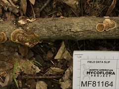 Steccherinum bourdotii