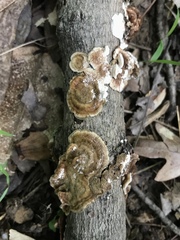 Steccherinum bourdotii