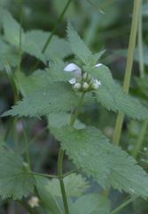 Lamium album