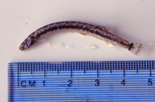 Shelford's kuhli (Pangio shelfordii) — Cobitidae