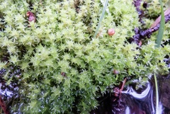 Diobelonella palustris