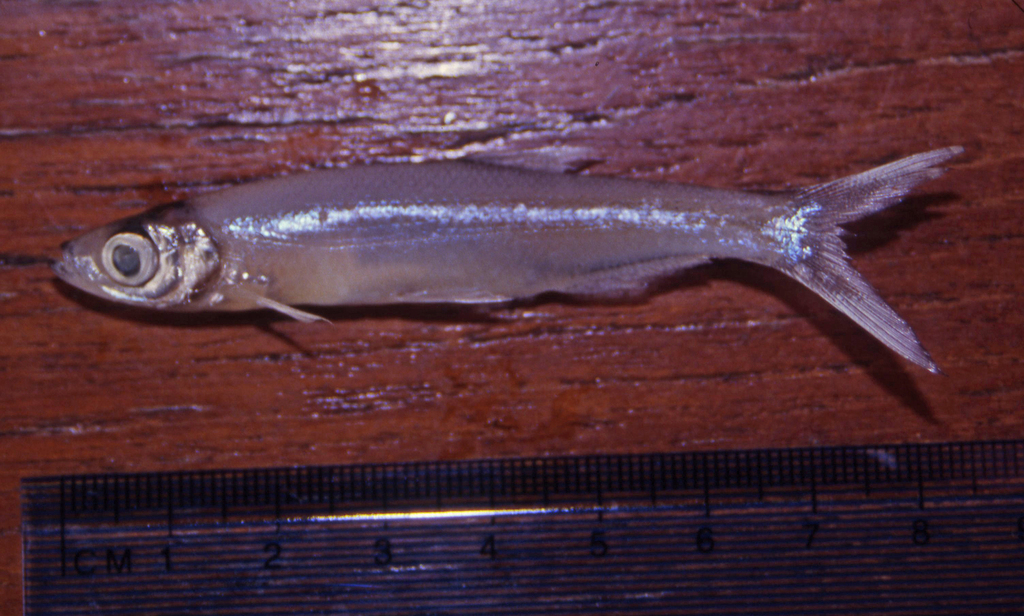 Helfrich's rasbora (Rasborichthys helfrichii) — Cyprinidae