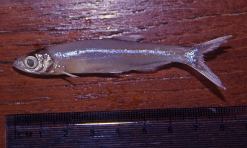Helfrich's rasbora (Rasborichthys helfrichii) — Cyprinidae
