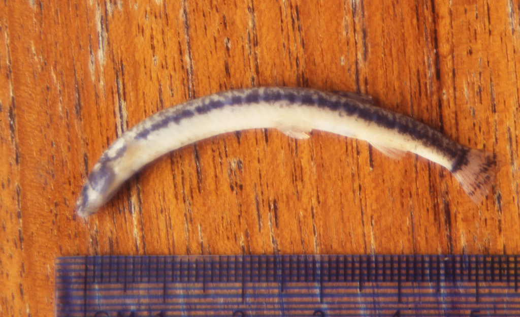 Shelford's kuhli (Pangio shelfordii) — Cobitidae