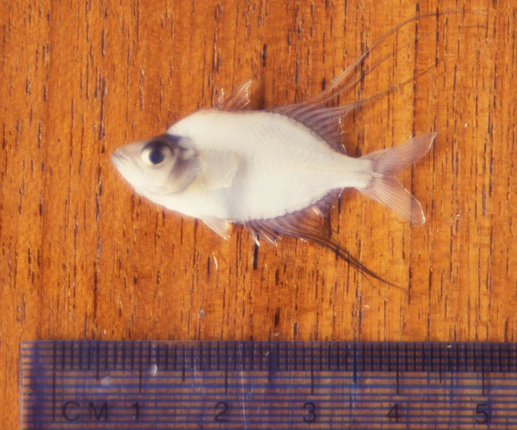 Filament glassfish (Gymnochanda filamentosa) — Ambassidae