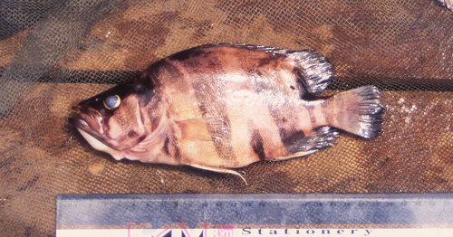 Finescale tigerfish (Datnioides microlepis) — Datnioididae — 2
