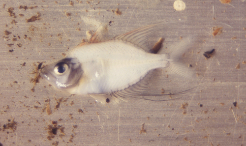Filament glassfish (Gymnochanda filamentosa) — Ambassidae — 2