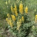 Sulphur Lupine - Photo (c) danpvdb, some rights reserved (CC BY-NC)