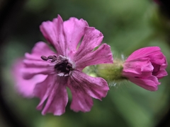 Microbotryum silenes-dioicae