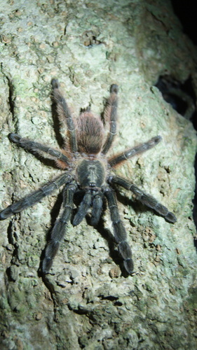 Mexican Half-and-half Tarantula