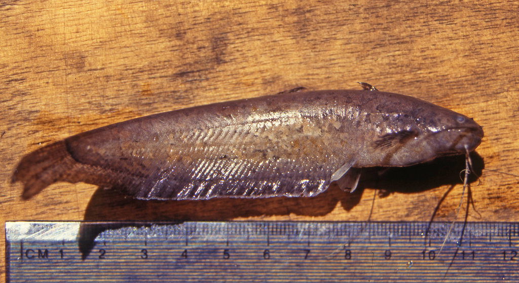 Marbled sheatfish (Silurichthys marmoratus) — Siluridae