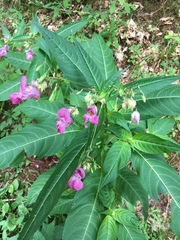 Impatiens glandulifera