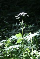 Aegopodium podagraria