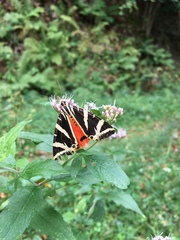 Euplagia quadripunctaria