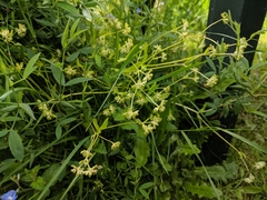 Valerianella carinata