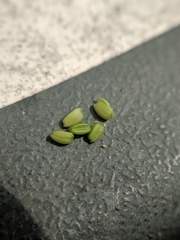 Valerianella carinata