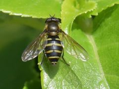 Syrphus nitidifrons