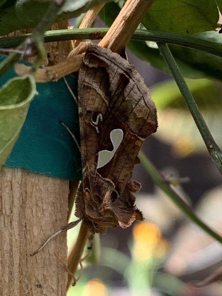 Bilobed Looper Moth