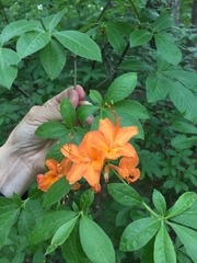 Rhododendron calendulaceum
