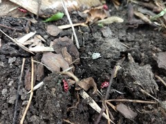 Coleomegilla maculata lengi