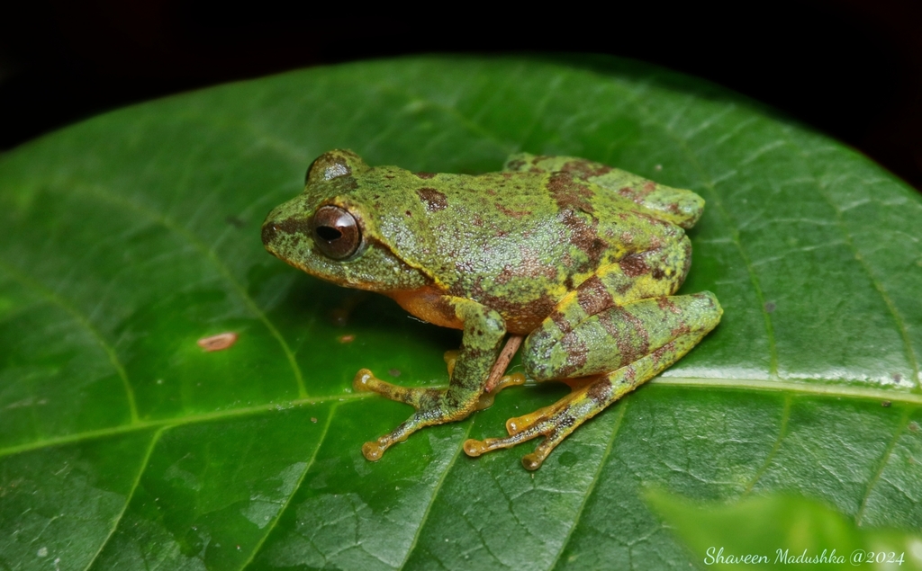 Frankenberg's Shrub Frog