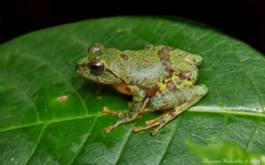 Frankenberg's Shrub Frog photo 1