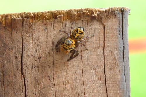 Hyllus leucomelas