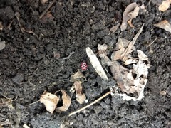 Coleomegilla maculata lengi