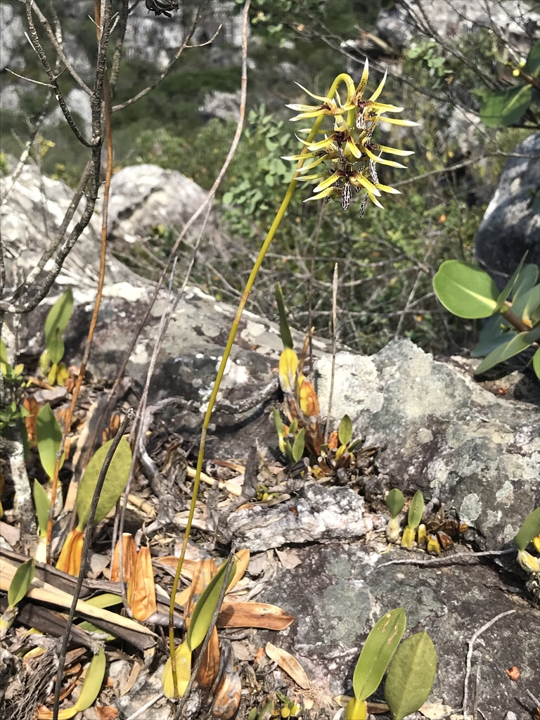 Bulbophyllum weddellii (Lindl.) Rchb.f. 2