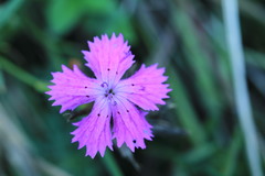 Dianthus collinus