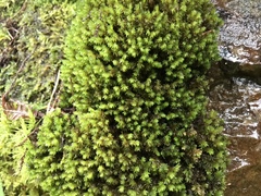 Racomitrium aquaticum