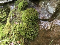 Racomitrium aquaticum