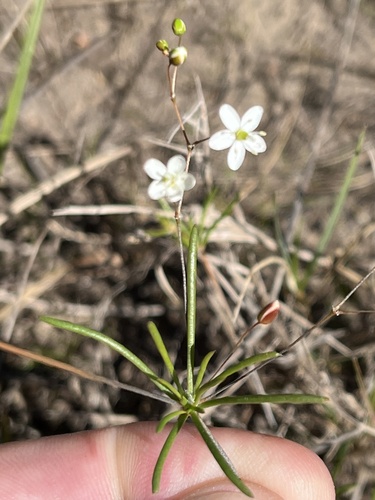 River Spookasem (Pharnaceum fluviale)