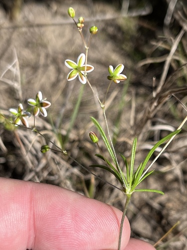 Image of Pharnaceum fluviale by (c) Dave U, some rights reserved (CC BY-SA)