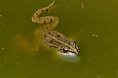 Pelophylax kurtmuelleri