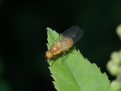 Lauxanioidea