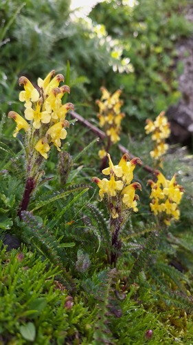 Oeder's lousewort (Pedicularis oederi)
