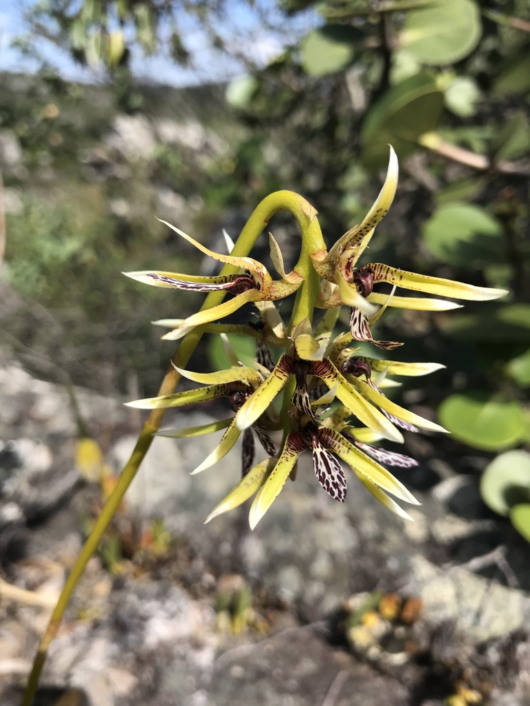 Bulbophyllum weddellii (Lindl.) Rchb.f.