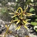 Bulbophyllum weddellii - Photo (c) william_hoyer, μερικά δικαιώματα διατηρούνται (CC BY-NC)