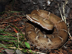New Mexican Ridge-Nosed Rattlesnake photo 2