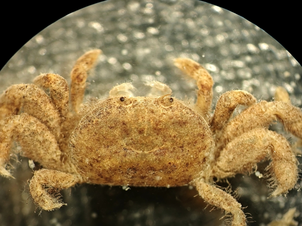 Mortensenella