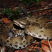 Ridge-nosed Rattlesnake - Photo (c) Yinan Li, some rights reserved (CC BY-NC), uploaded by Yinan Li