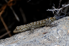 Mediodactylus kotschyi